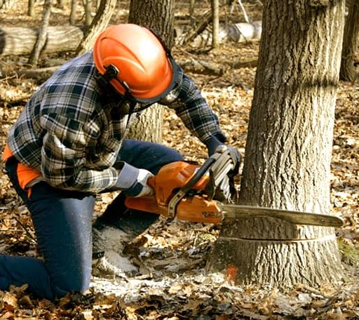 Tree Removal in Burlington, IA
